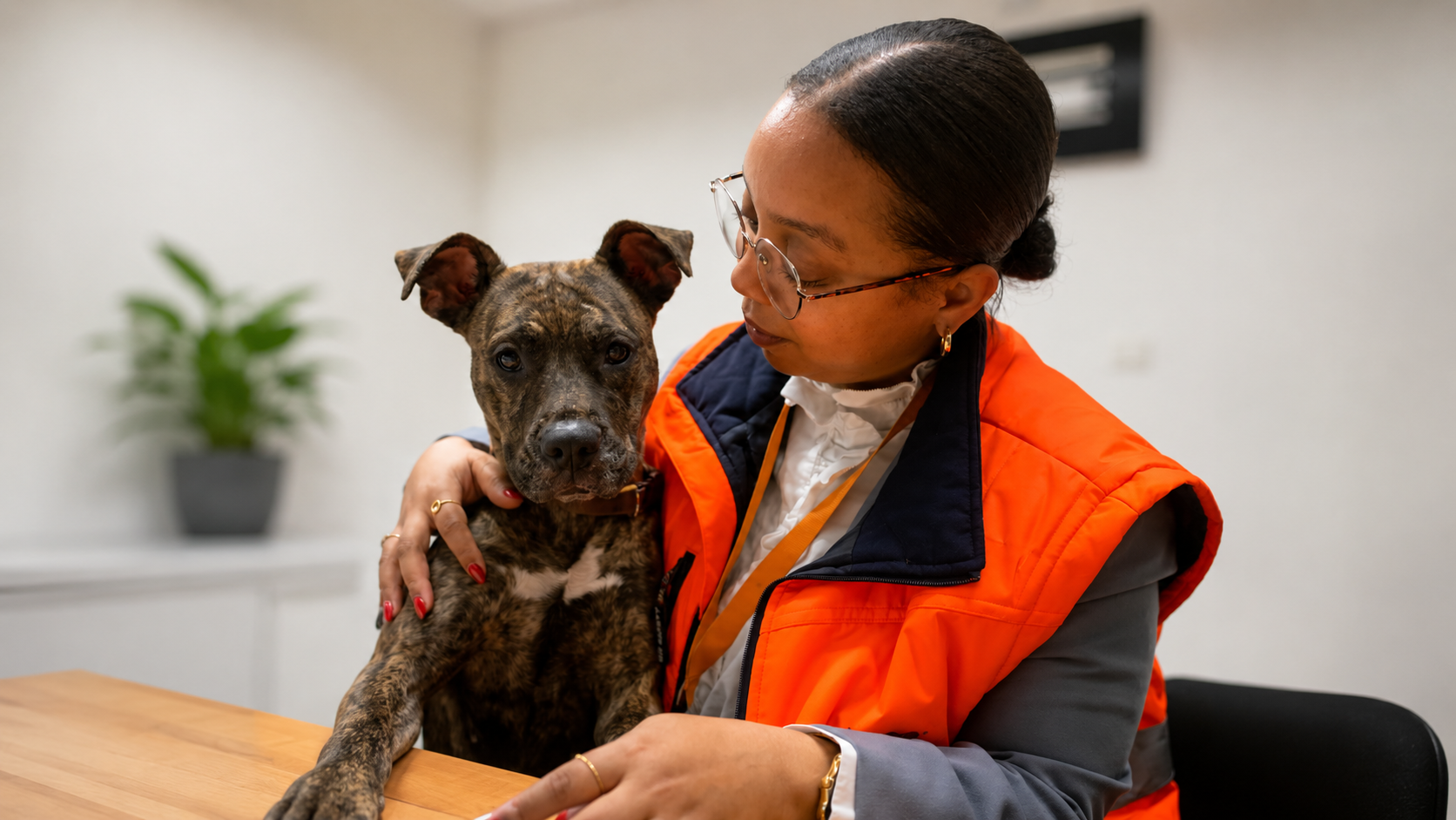 Porquê a esterilização é a maior ajuda que pode dar a um animal